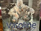 STONE TEMPLE PILOTS VASOLINE IMPORT 12