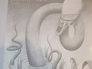 The Chameleons - Swamp Thing 12 Inch