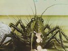 Birth Control - Operation - LP von 1971 - Ohr