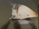 JONI MITCHELL -NIGHT RIDE HOME- VERY RARE 1991 MEXICAN LP STILL SEALED SOFT ROCK