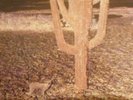 Indian Summer: S/T, RCA Neon 1st, NE3