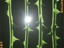 Type O Negative October Rust LP (Very Rare Coloured Vinyl) Goth, Metal
