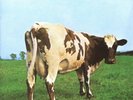 PINK FLOYD : ATOM HEART MOTHER REMASTERED 180 GRAM VINYL LP LP