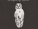 Palomino * by Trampled by Turtles.