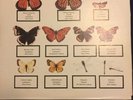 THE JAM rare live 2xLP BUTTERFLY COLLECTOR 1980 unofficial, great condition