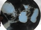 PINK FLOYD - GREEN IS THE COLOUR - USSRGEORGIAN X-RAY ROENTGEN BONES RECORD