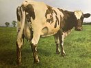 PINK FLOYD - ATOM HEART MOTHER - Vinyl LP RECORD ALBUM - 1970 - SHVL781
