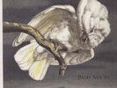 SHEARWATER-PALO SANTO (EXP) (US IMPORT) VINYL LP NEW