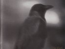 Veles -the black ravens flew again LP