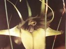 PSYCHIC TV - Dreams Less Sweet - Vinyl (LP)
