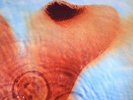 PINK FLOYD - Meddle - Vinyl (gatefold 180 gram vinyl LP)