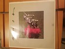 VINTAGE RUSH SIGNALS 1982 12