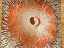Astrosoniq -  Son of A.P. Lady (Vinyl) KYUSS, DOZER, COLOUR HAZE, CAUSA SUI