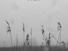 GRIFT - BUDET NEW VINYL