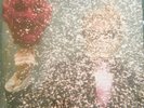 TY SEGALL s/t LP oh sees 7 mikal cronin epsilons hunx nobunny fuzz fence
