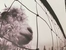 Pearl Jam - Vs. Vinyl