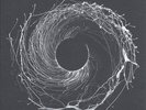 Dawn of Midi - Dysnomia