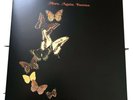 Courteeners - More Again Forever Pop Up Vinyl