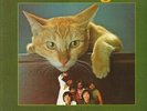 Alleycats Kuching MALAYSIA RARE NEAR MINT Philips Vinyl LP