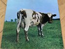 Pink Floyd - 