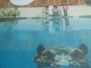 Sparks hippopotamus With Hand Signed Lyric Sheet