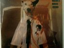 RICK SPRINGFIELD Working Class Dog ** orig. Germany 1980  10