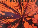 Pyranha GATEFOLD NEAR MINT Flow Motion Records Vinyl LP