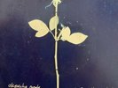 DEPECHE MODE. ENJOY THE SILENCE. . 7” Single  P/S.   BONG 18.  1990.