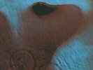 Pink Floyd - Meddle - Harvest - 1971 #761206