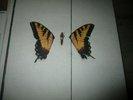 Paramore Brand New Eyes Vinyl OPEN BOX  LOOKS CLEAN