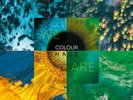 COLOUR HAZE - We Are - LP (colour) Elektrohasch