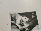 Fleetwood mac tusk vinyl double album