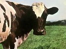 ORIGINAL 1970 PINK FLOYD Album ATOM HEART MOTHER Record Lp VINYL is NEAR MINT
