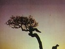 U2 NATIVE SON 2 lp vinyl record set ROME MAY 27th 1987