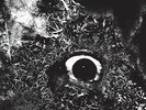 PRIMITIVE MAN - IMMERSION