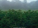 And Also The Trees   SELF TITLE RSD Drop 1 Vinyl LP 2020 Piranha Records
