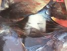 TANGERINE DREAM: ATEM - ORIGINAL 2383297-A UK VINYL ALBUM ON POLYDOR FROM 1973
