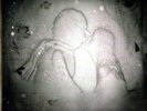 Kate Bush - 50 Words for Snow (First Pressing LP) Sent Sameday*