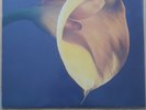Swans The Burning World Vinyl