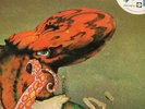 GENTLE GIANT - OCTOPUS - 6360 080 - Original 1972 - Made in England - LP 33 T