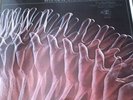 Electric Prunes Release Of An Oath Vinyl