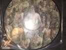 Cannibal Corpse - The Bleeding Vinyl Picture Disc Very RARE  New 1994 2013