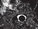 PRIMITIVE MAN: IMMERSION (LP vinyl *BRAND NEW*.)