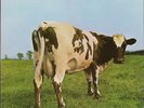 The Pink Floyd - Atom Heart Mother LP (Harvest, EMI SHVL 781, IE 062 o 04550) UK