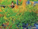 Jhené Aiko Trip, Yellow Vinyl UO Exclusive