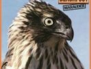 Blackfoot - Marauder [180 gm vinyl]