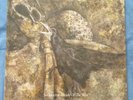 SOL INVICTUS Death of the West LP gatefold neofolk Death in June Current 93