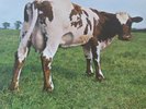 Pink Floyd Atom heart mother.First