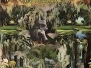 CHARLIE MUSSELWHITE Louisiana Fog 1968 US or. NEAR MINT lp hist FIRST solo lp