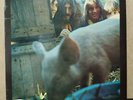 FICKLE PICKLE-SINFUL SKINFUL '70 NL EXPLOSION LP TOP PSYCH POP ART MASTERWORK NM